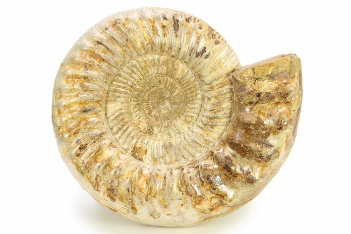 Jurassic Ammonite (Kranosphinctes) - Madagascar #282368